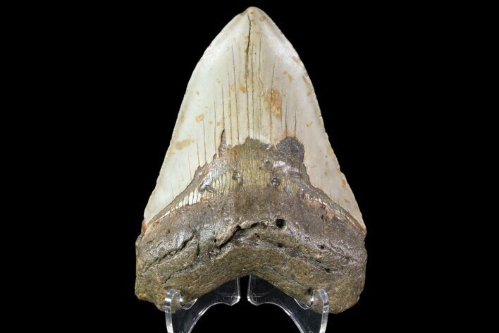Fossil Megalodon Tooth - North Carolina #79915
